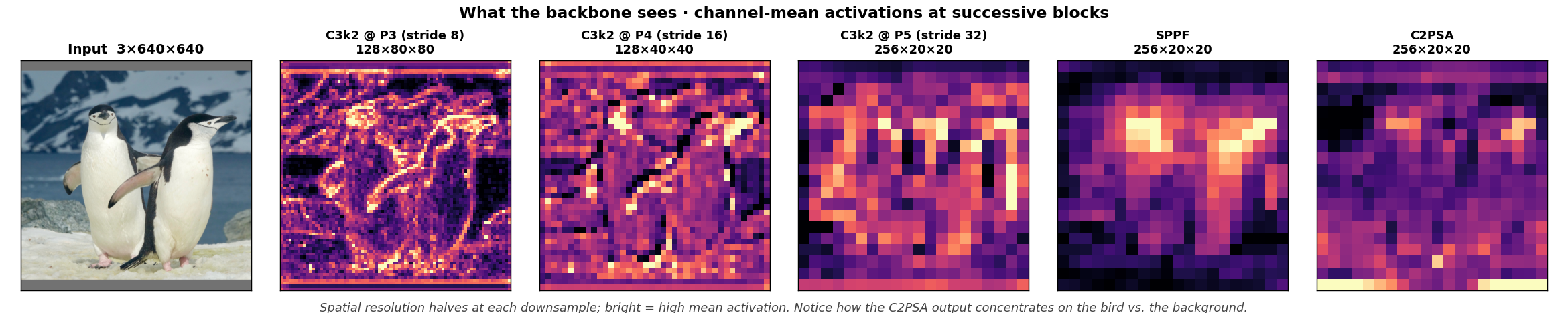real activations from each backbone stage