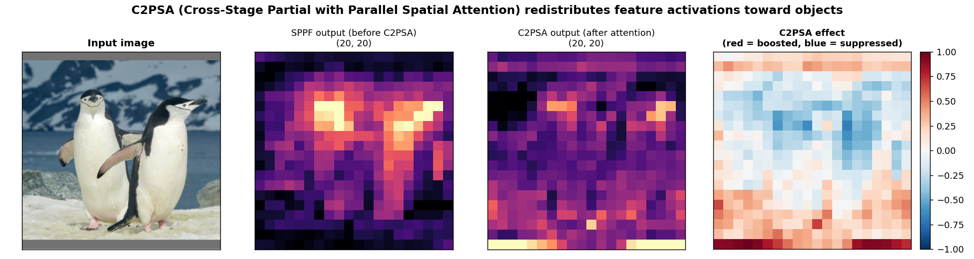 C2PSA before/after spatial attention