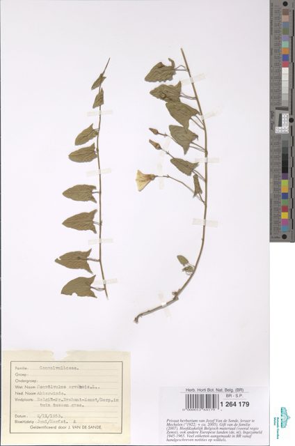 BR herbarium specimen