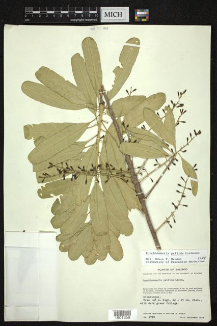 MICH herbarium specimen