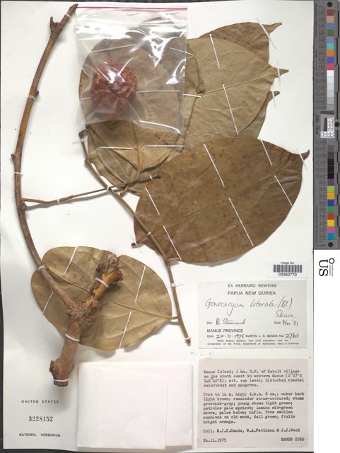 US herbarium specimen